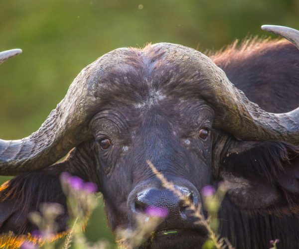 a-buffalo-looking-at-camera-in-nakuru-national-par-2026-03-16-22-33-37-utc
