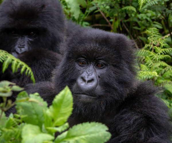a-group-of-mountain-gorillas-in-rwanda-2026-01-05-05-39-30-utc