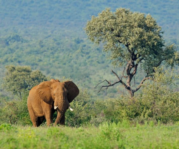 african-elephant-in-natural-habitat-south-africa-2026-03-26-22-42-47-utc
