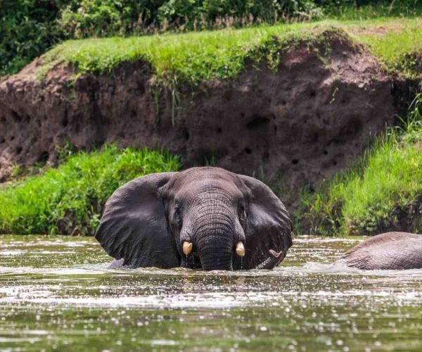 african-elephants-in-the-queen-elizabeth-national-2026-03-26-00-08-53-utc