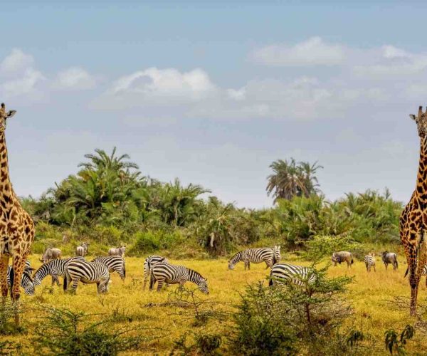 african-safari-animals-in-amboseli-national-park-2026-03-09-06-04-15-utc