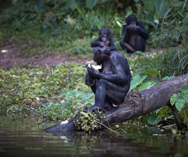 bonobo-monkey-eating-with-a-baby-on-its-back-in-th-2026-01-07-07-18-57-utc