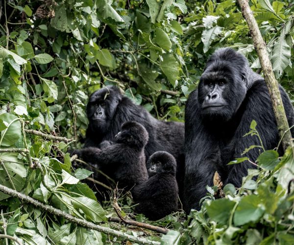 family-of-moutanis-gorillas-baby-mother-and-fath-2026-03-09-07-58-15-utc