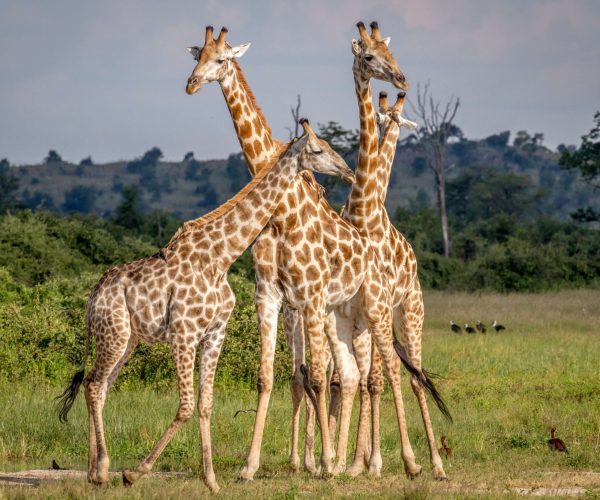 giraffe-family-gathering-in-the-african-savanna-2026-01-07-06-44-15-utc