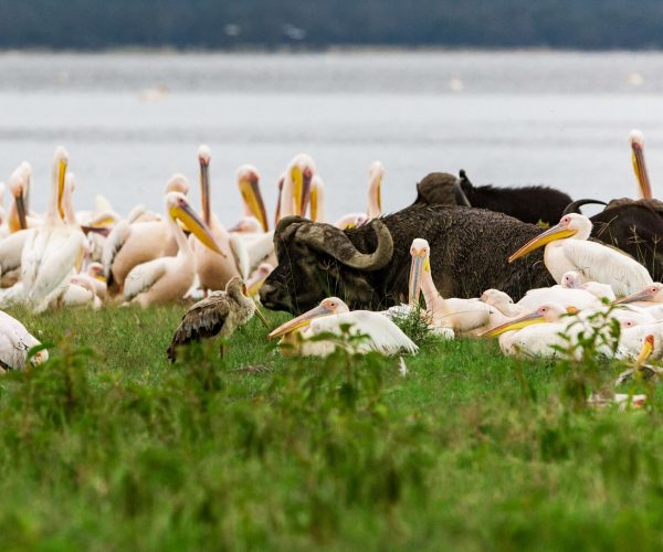 great-white-pelicans-and-buffalos-in-lake-nakuru-n-2026-03-26-03-00-21-utc