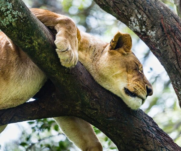 lion-in-nairobi-national-park-kenya-2026-01-07-01-40-27-utc