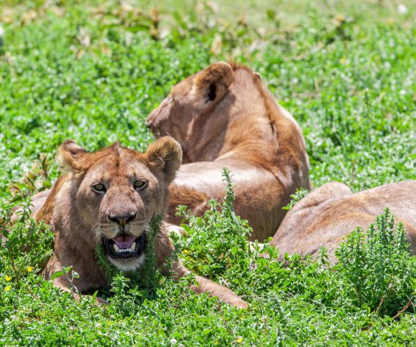 lionesses-in-the-serengeti-national-park-tanzania-2026-03-26-02-59-13-utc