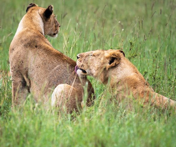 lions-grooming-in-lush-green-grass-savannah-2026-03-19-01-56-11-utc