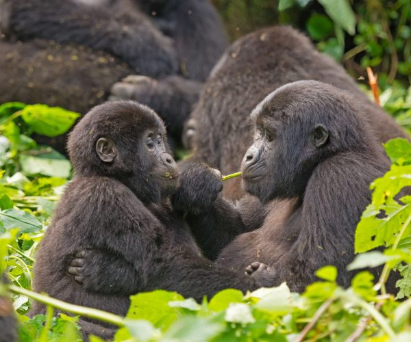 mom-and-baby-gorilla-feeding-in-the-forest-2026-03-17-17-48-00-utc