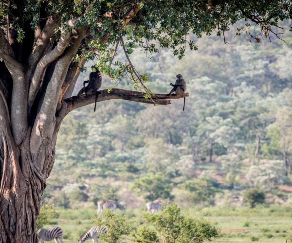 monkeys-relaxing-on-tree-branch-with-zebras-2026-01-07-06-44-14-utc