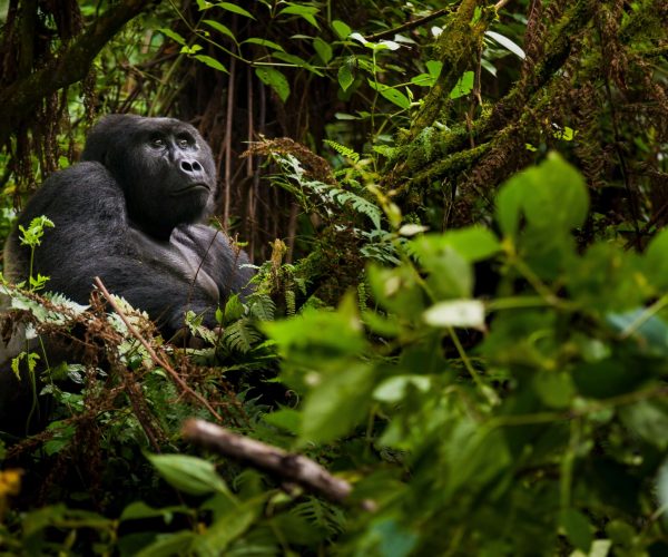 mountain-gorilla-volcanoes-national-park-rwanda-2026-01-09-08-28-47-utc