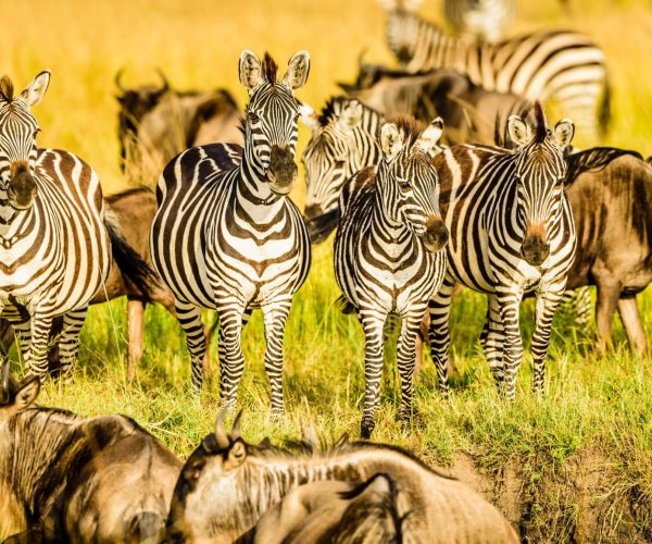 zebras-and-wildebeest-roaming-tall-grassland-2026-03-25-07-01-46-utc